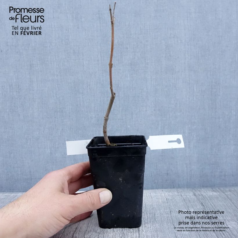 Exemplar von Paulownia fortunei April Light - Blauglockenbaum Topf mit 1L/1,5L wie im Winter geliefert