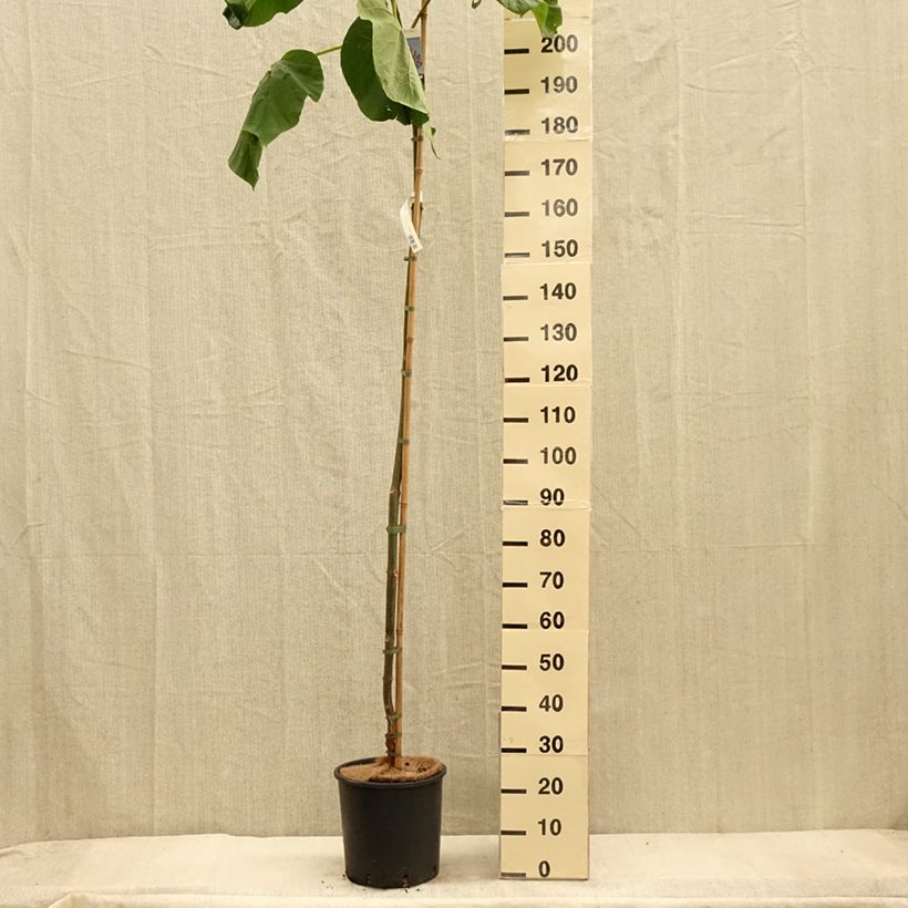 Example of Paulownia fortunei Fast Blue Minfast - Blauglockenbaum Topf mit 12L/15L as you get in automne