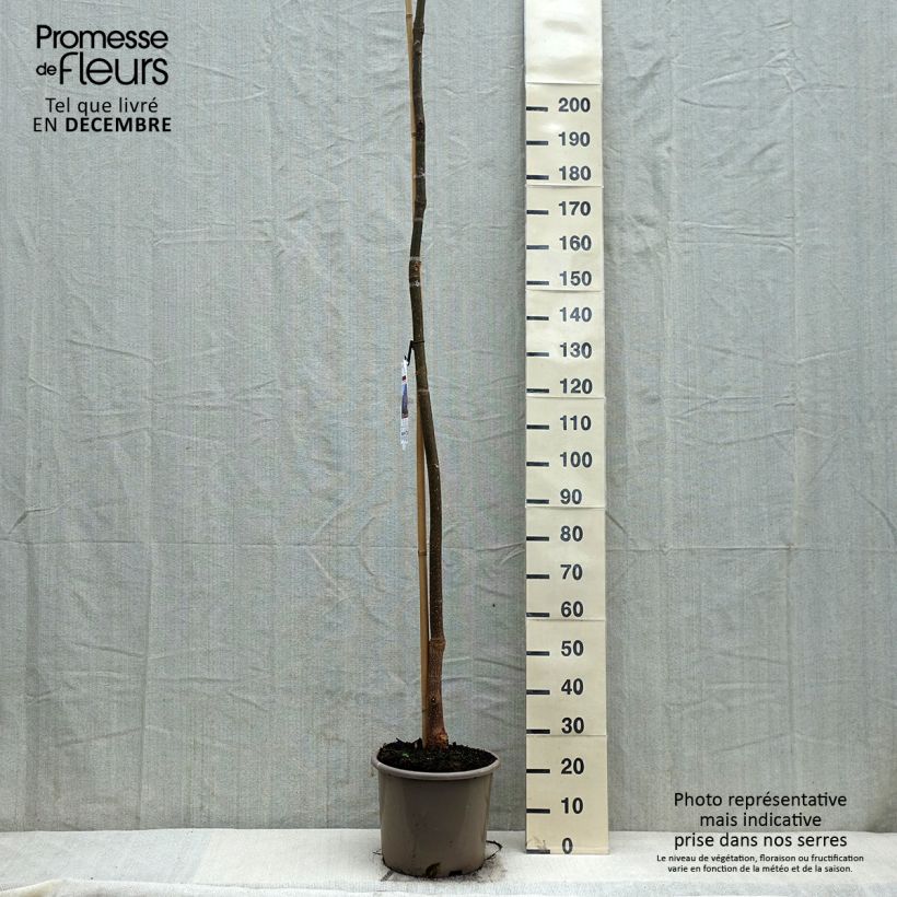 Exemplar von Paulownia fortunei Fast Blue Minfast - Blauglockenbaum Topf mit 12L/15L wie im Winter geliefert