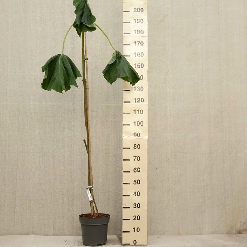 Example of Paulownia tomentosa - Blauglockenbaum Topf mit 7,5L/10L as you get in automne