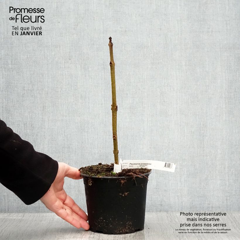 Exemplar von Paulownia tomentosa - Blauglockenbaum Topf mit 2L/3L wie im Winter geliefert