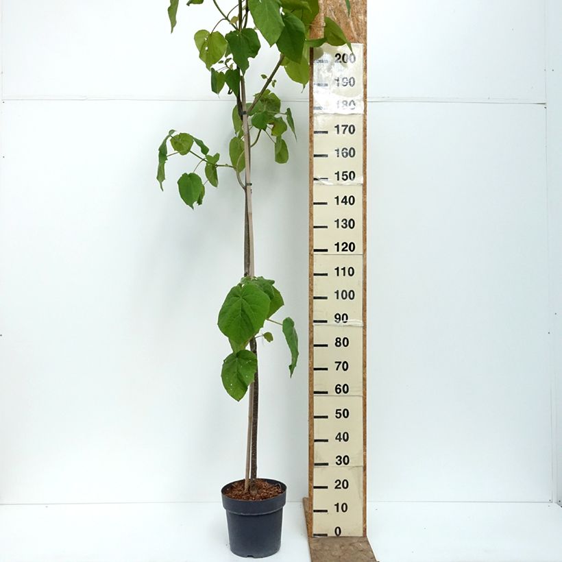 Exemplar von Paulownia tomentosa - Blauglockenbaum Topf mit 7,5L/10L wie im Sommer geliefert
