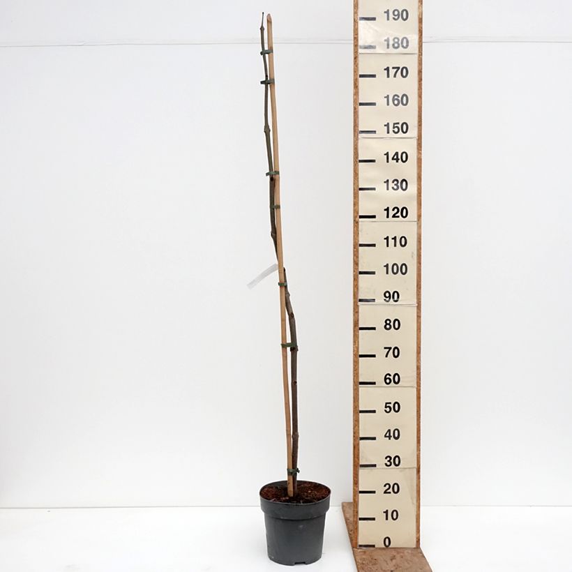 Exemplar von Paulownia tomentosa - Blauglockenbaum Topf mit 7,5L/10L wie im Winter geliefert