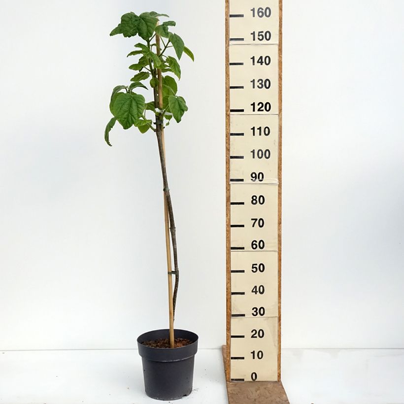 Exemplar von Paulownia tomentosa - Blauglockenbaum Topf mit 7,5L/10L wie im Frühjahr geliefert