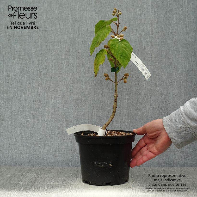 Example of Paulownia tomentosa Hulsdonk - Blauglockenbaum Topf mit 3L/4L as you get in automne