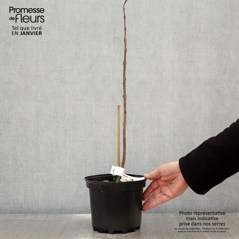 Exemplar von Paulownia tomentosa Hulsdonk - Blauglockenbaum Topf mit 3L/4L wie im Winter geliefert