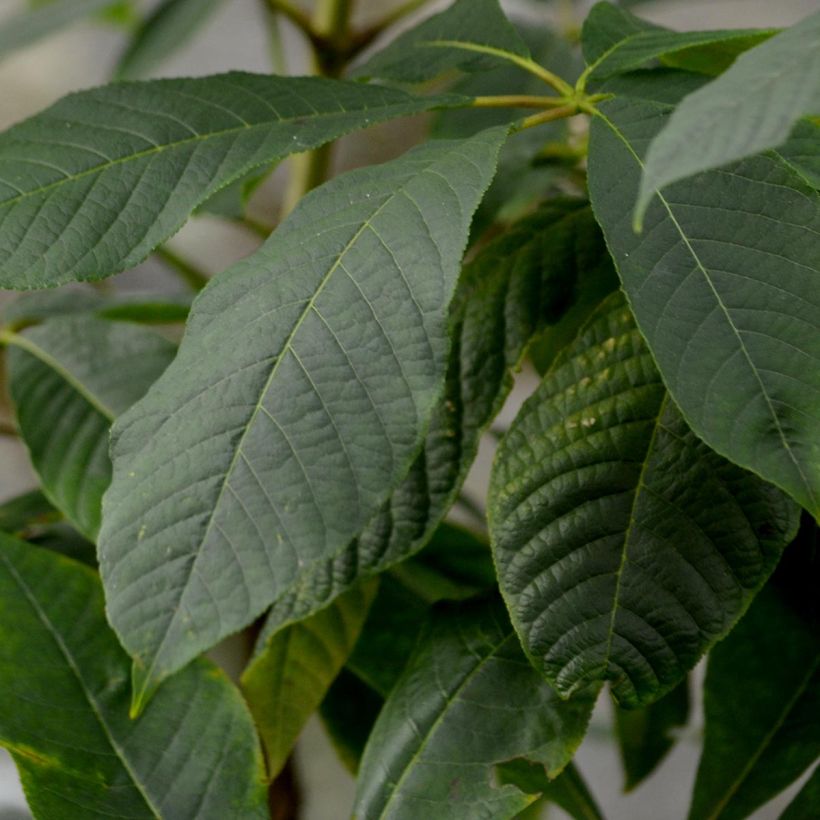 Strauchkastanie - Aesculus parviflora (Foliage)