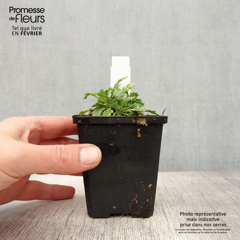 Exemplar von Papaver nudicaule Champagne Bubbles Mix - Isländischer Mohn Kleine Töpfe von 8/9 cm wie im Winter geliefert