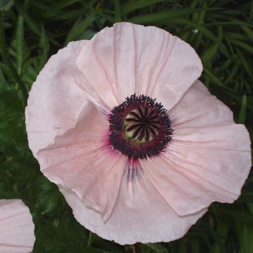 Orientalischer Mohn Karine - Papaver orientale (Flowering)