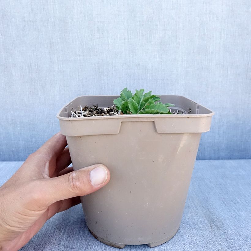 Example of Orientalischer Mohn Little Dancing Girl - Papaver orientale Topf mit 2L/3L as you get in ete
