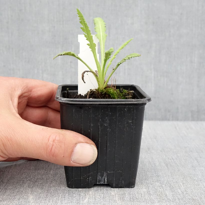 Exemplar von Orientalischer Mohn Marlene - Papaver orientale Kleine Töpfe von 8/9 cm wie im Frühjahr geliefert