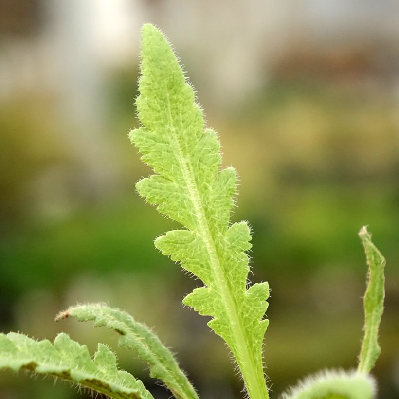 Orientalischer Mohn Marlene - Papaver orientale (Foliage)