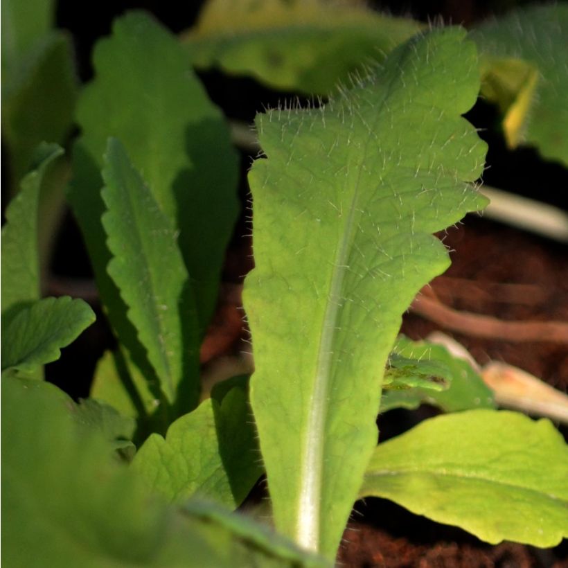 Orientalischer Mohn Beauty of Livermere - Papaver orientale (Foliage)