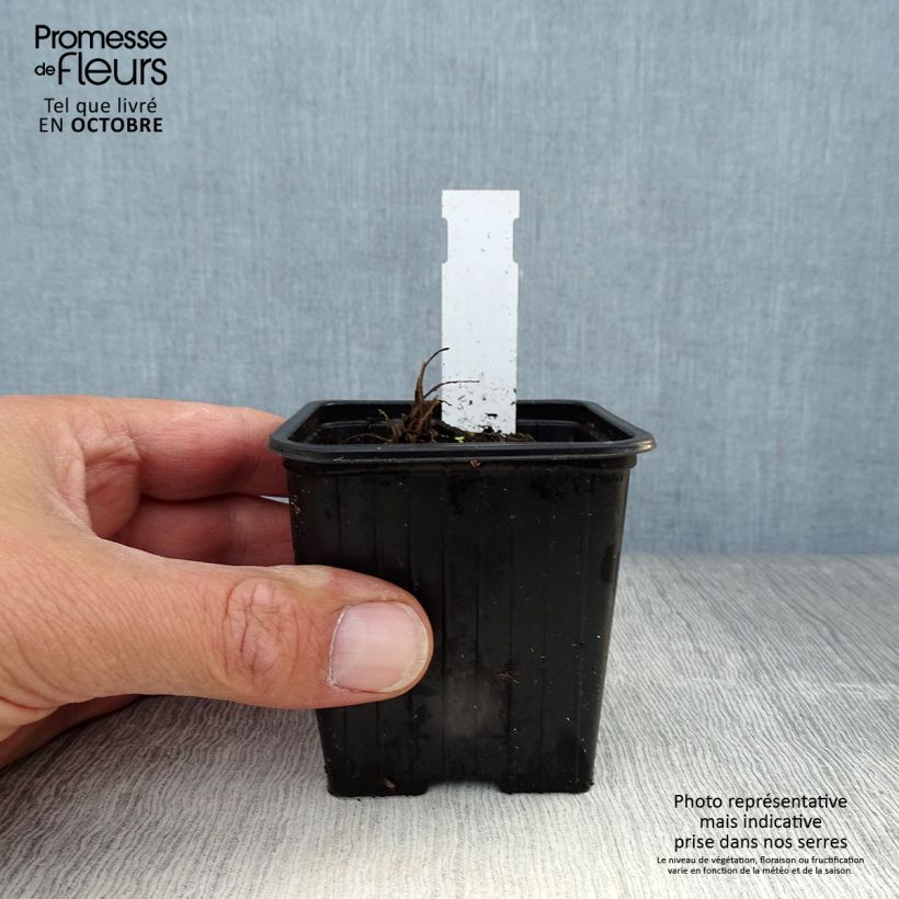 Example of Orientalischer Mohn Harvest Moon - Papaver orientale Kleine Töpfe von 8/9 cm as you get in automne