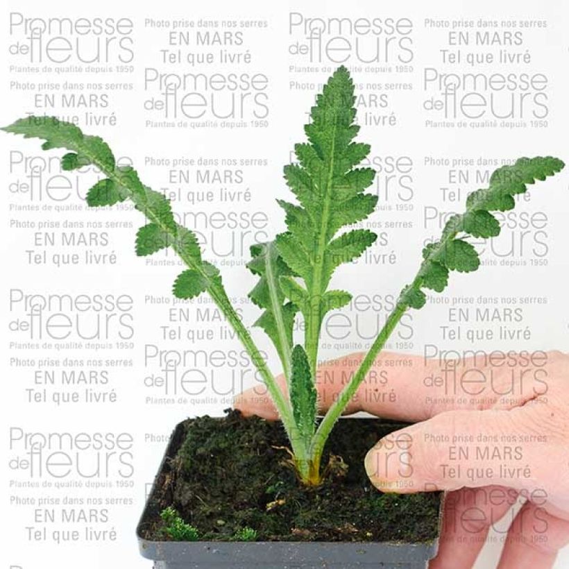 Example of Orientalischer Mohn Queen Alexandra - Papaver orientale Kleine Töpfe von 8/9 cm as you get