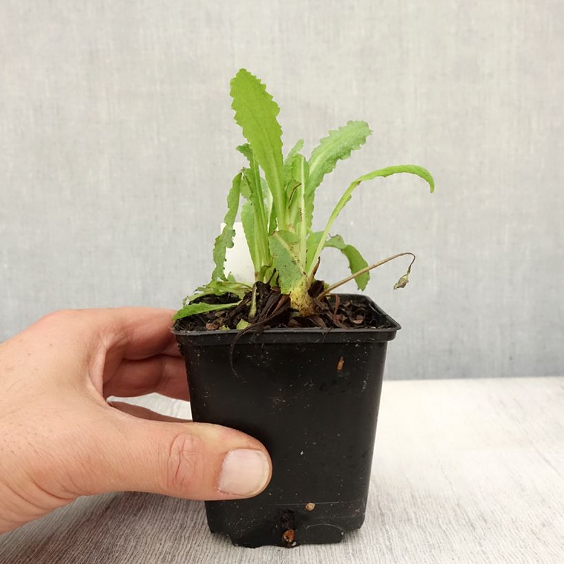 Example of Orientalischer Mohn Royal Wedding - Papaver orientale Kleine Töpfe von 7/8 cm as you get in automne
