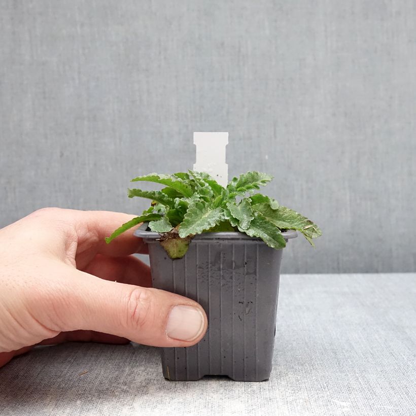 Exemplar von Orientalischer Mohn Pink Perfection - Papaver orientale Kleine Töpfe von 8/9 cm wie im Winter geliefert