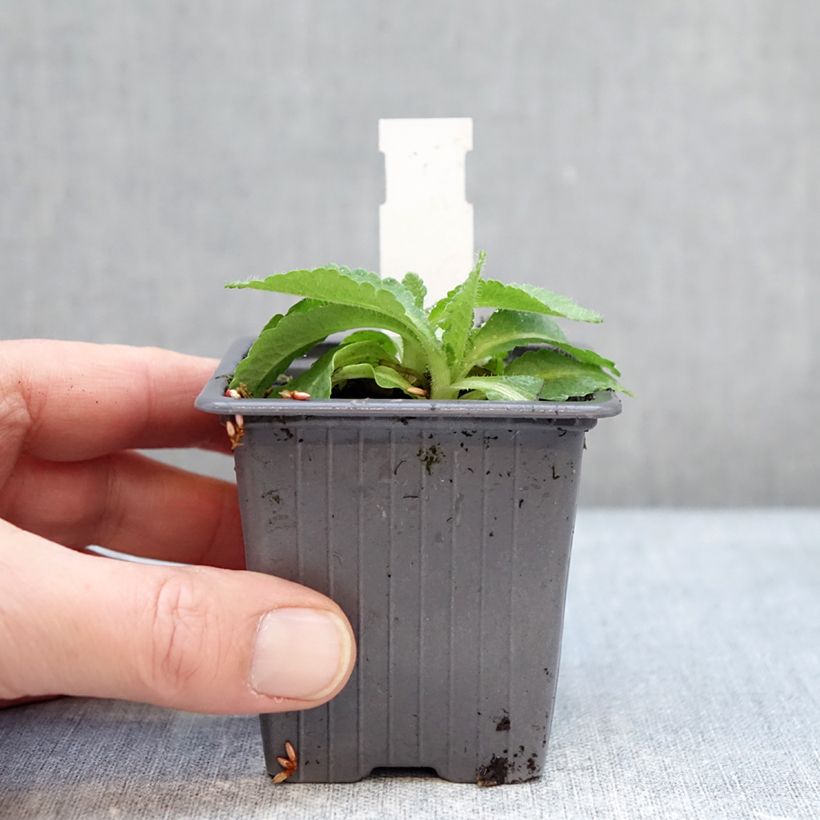 Exemplar von Orientalischer Mohn Red Rumble - Papaver orientale Kleine Töpfe von 8/9 cm wie im Winter geliefert