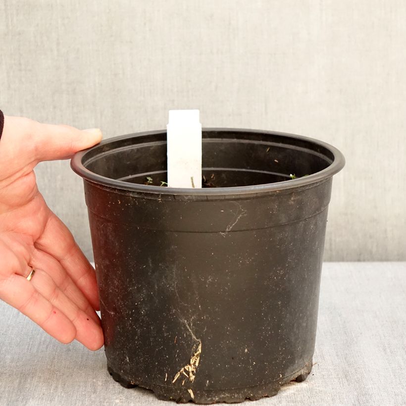 Exemplar von Orientalischer Mohn Royal Chocolate Distinction - Papaver orientale Topf mit 2L/3L wie im Winter geliefert