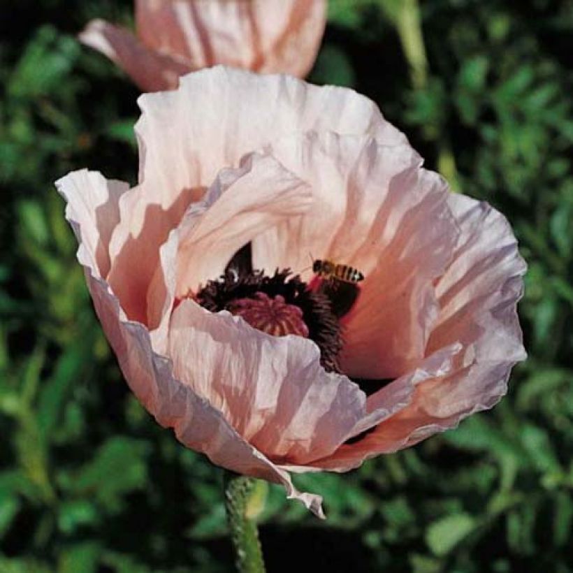 Orientalischer Mohn Princess Victoria Louise - Papaver orientale (Flowering)