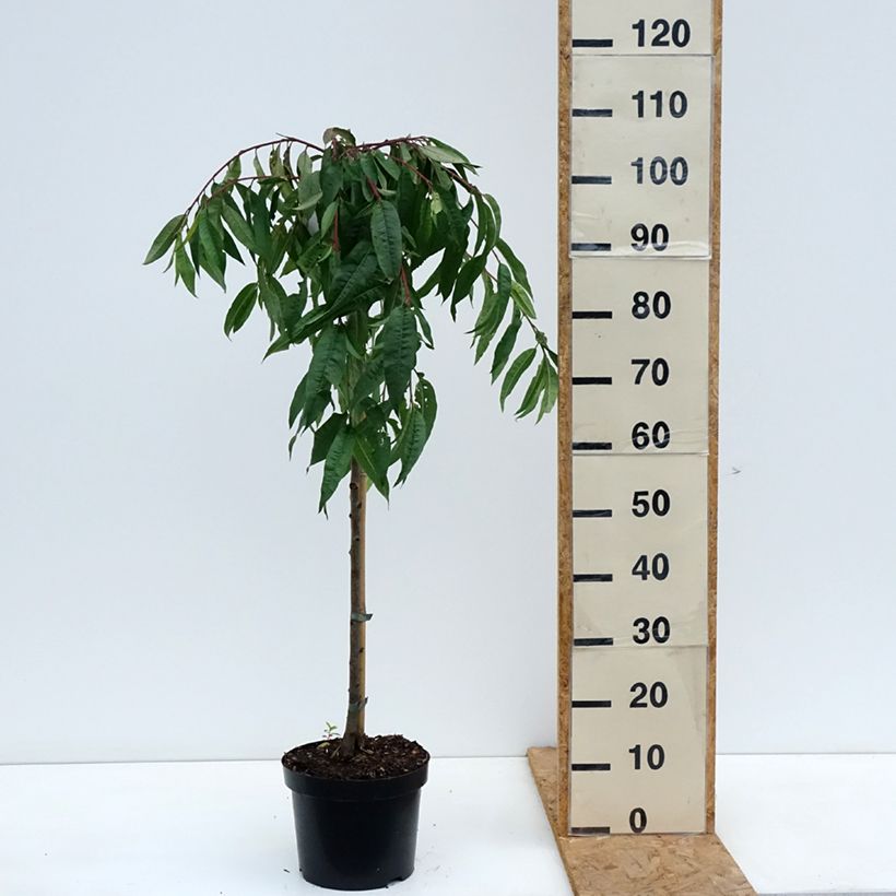 Exemplar von Zierpfirsich Melred Weeping - Prunus persica Topf mit 4L/5L, Stamm wie im Herbst geliefert
