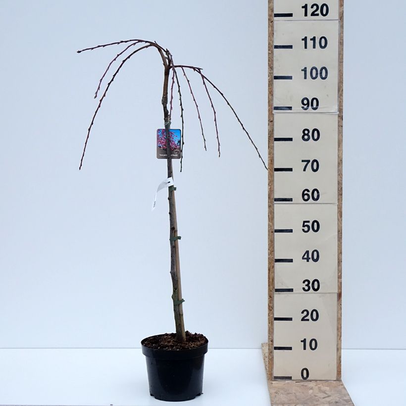 Example of Zierpfirsich Melred Weeping - Prunus persica Topf mit 4L/5L as you get in hiver
