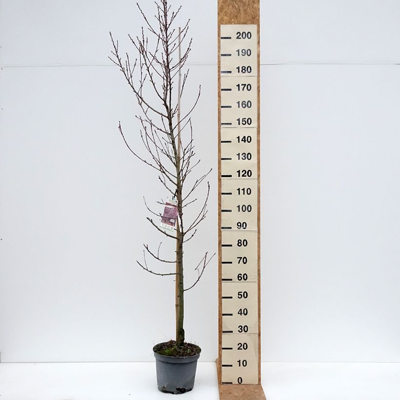Exemplar von Zierpfirsich Taoflora Pink - Prunus persica Topf mit 7,5L/10L, Stämmchen wie im Herbst geliefert