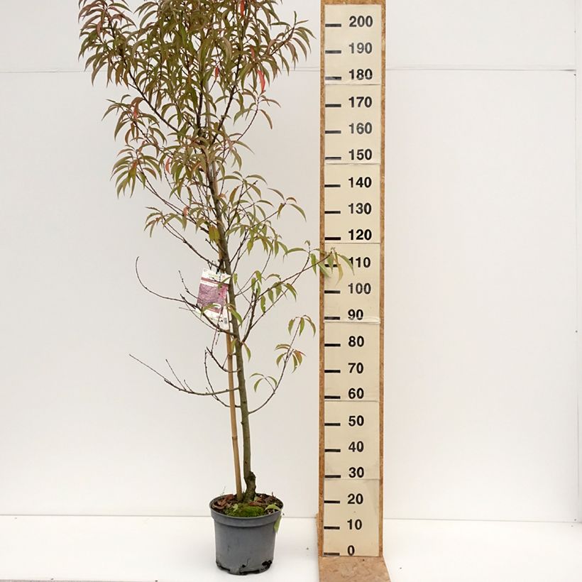 Example of Zierpfirsich Taoflora Pink - Prunus persica Topf mit 7,5L/10L as you get in ete