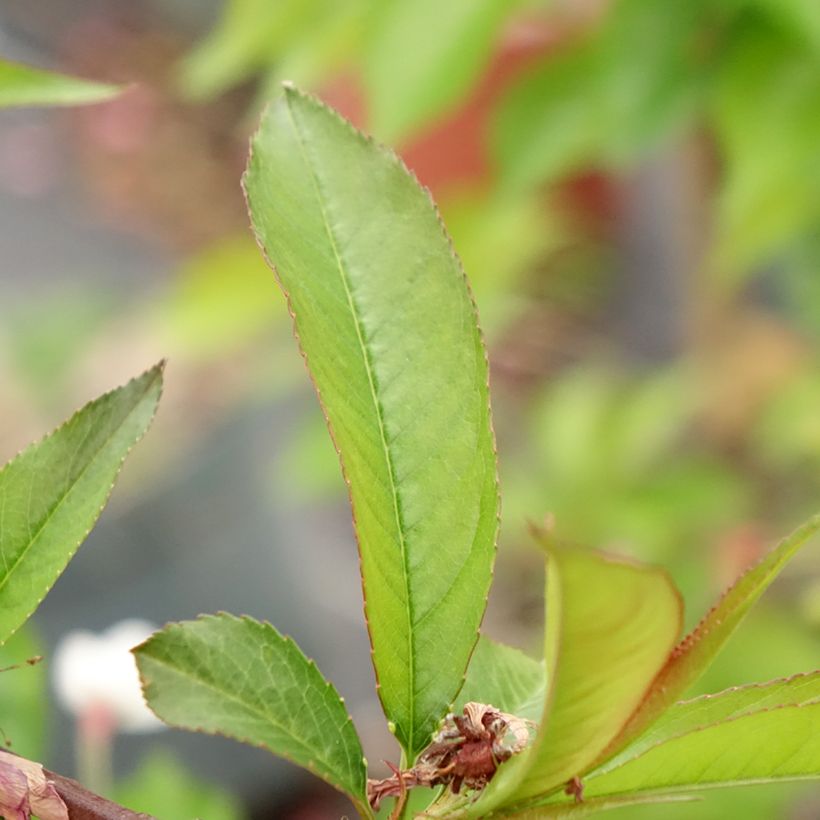 Zierpfirsich Taoflora Red - Prunus persica (Foliage)