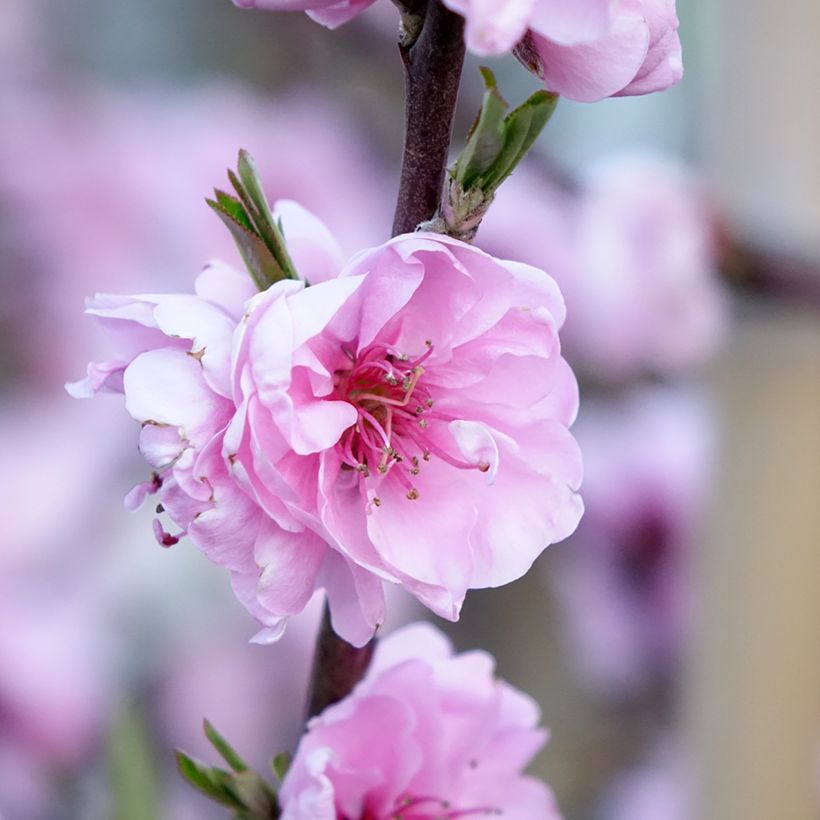 Zierpfirsich Taoflora Red - Prunus persica (Flowering)