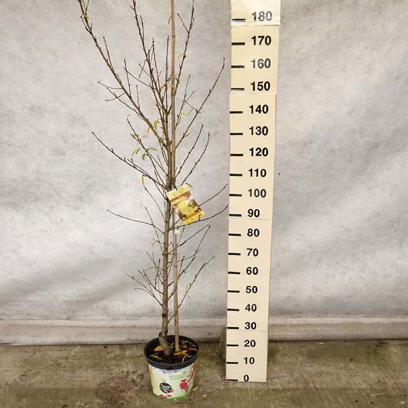 Example of Zierpfirsich Taoflora White - Prunus persica Topf mit 7,5L/10L as you get in automne