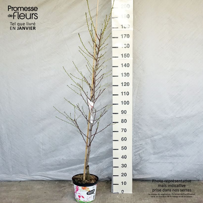 Exemplar von Zierpfirsich Taoflora White - Prunus persica Topf mit 7,5L/10L wie im Winter geliefert
