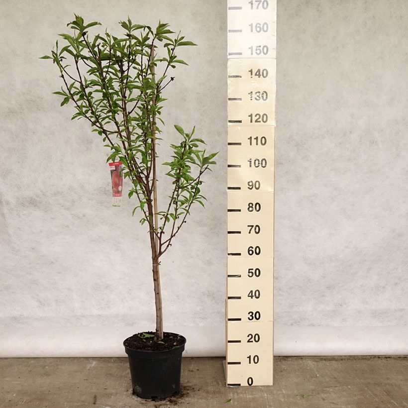 Exemplar von Pfirsich Amsden - Prunus persica Topf mit 7,5L/10L, Gobelet-Form wie im Frühjahr geliefert