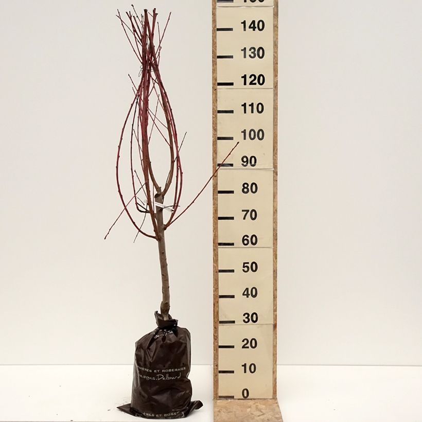 Exemplar von Pfirsich Andromède Zaidrome - Prunus persica Plug "Fertig-zum-Pflanzen", Gobelet-Form wie im Winter geliefert