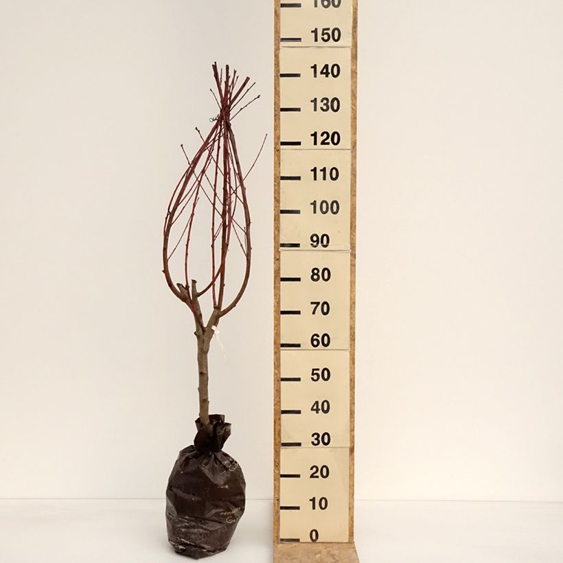 Exemplar von Pfirsich Andromède Zaidrome - Prunus persica Plug "Fertig-zum-Pflanzen", Gobelet-Form wie im Frühjahr geliefert