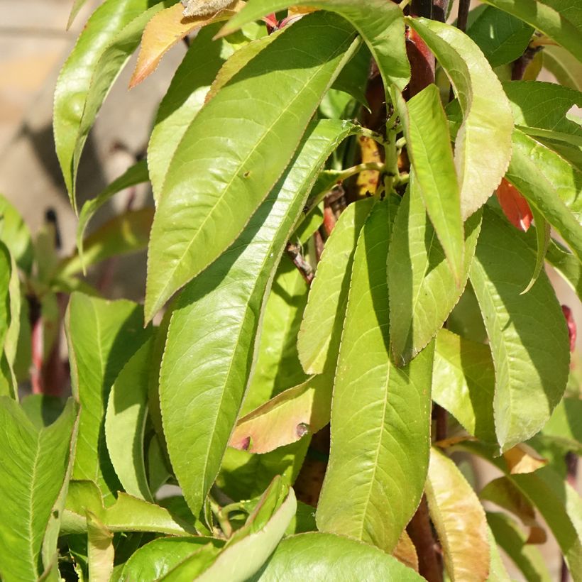 Pfirsich Andromède Zaidrome - Prunus persica (Foliage)