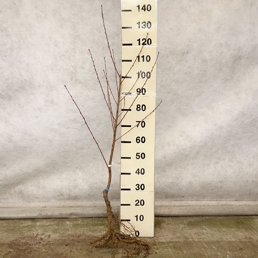 Example of Pfirsich Andromède Zaidrome - Prunus persica Wurzelnackt, Gobelet-Form as you get in automne