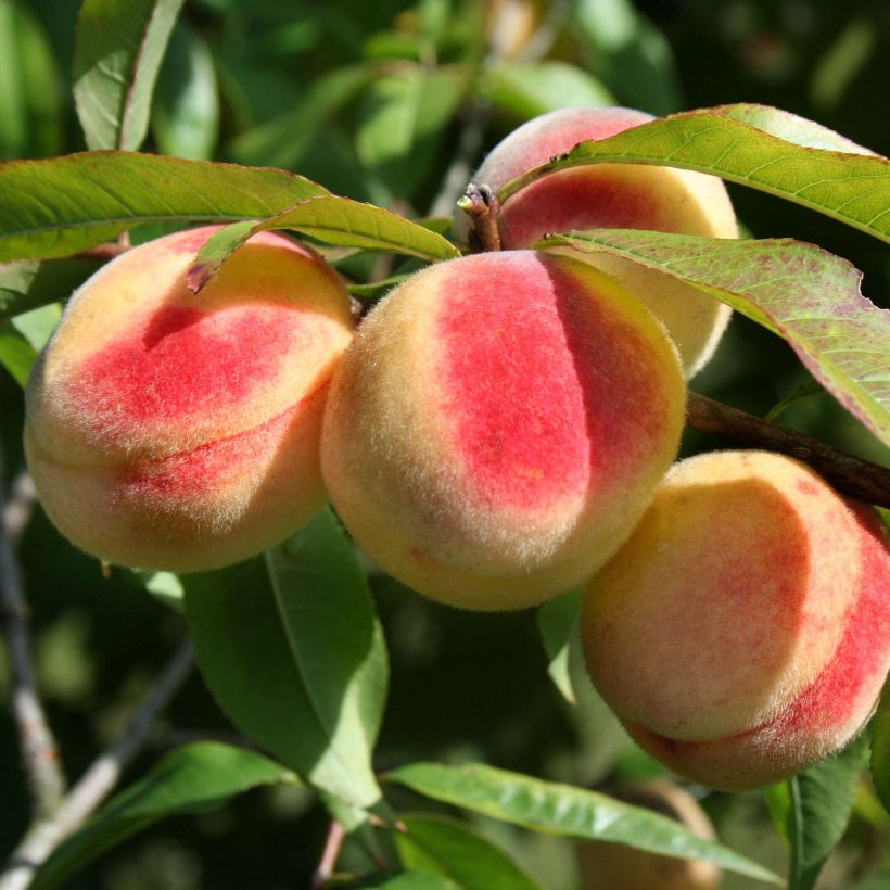 Pfirsich Bénédicte - Prunus persica (Harvest)