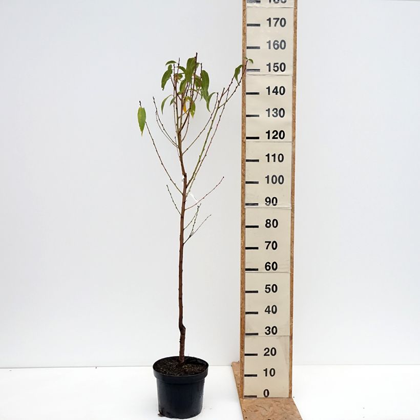 Exemplar von Pêcher Bénédicte - Prunus persica Pot de 7,5L/10L, Gobelet wie im Herbst geliefert