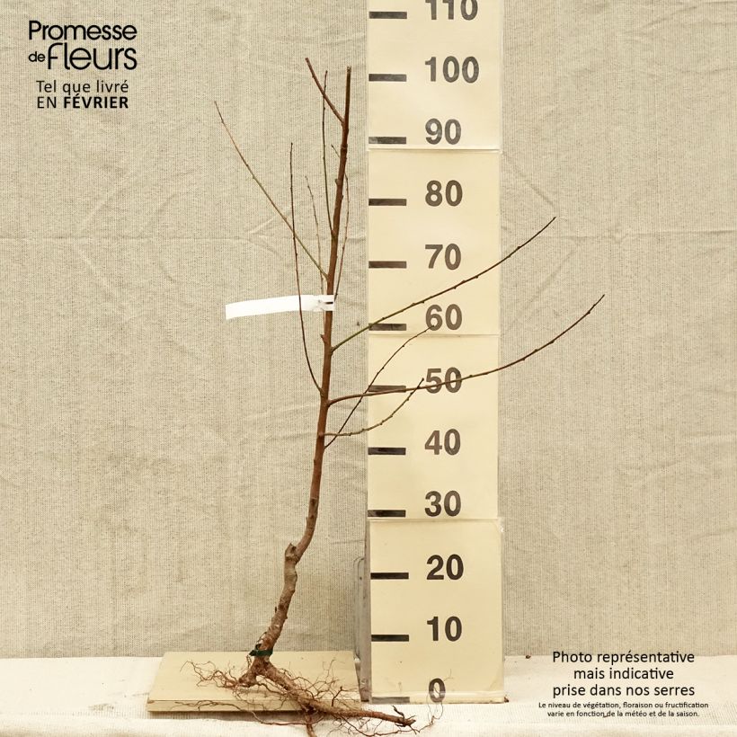 Example of Pfirsich Charles Ingouf - Prunus persica Wurzelnackt, Gobelet-Form as you get in hiver