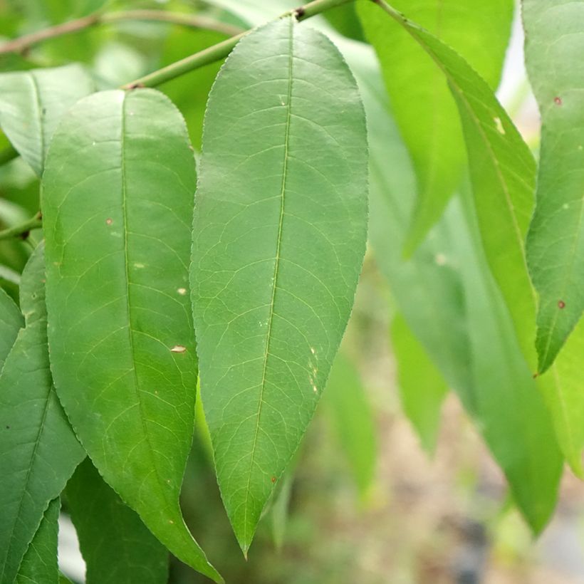 Pfirsich Vigne blanche - Prunus persica (Foliage)