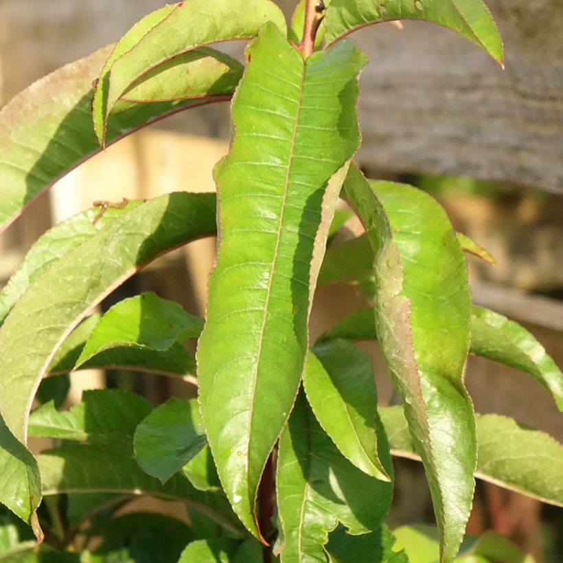 Pfirsich Vigne Sanguine - Prunus persica (Foliage)