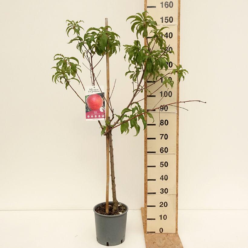 Exemplar von Pfirsich Dixired - Prunus persica Topf mit 7,5L/10L, Gobelet-Form wie im Sommer geliefert