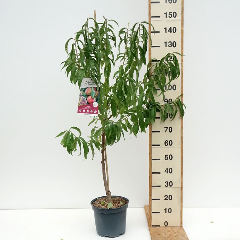 Exemplar von Pfirsich Grosse Mignonne - Prunus persica Topf mit 7,5L/10L, Gobelet-Form wie im Sommer geliefert