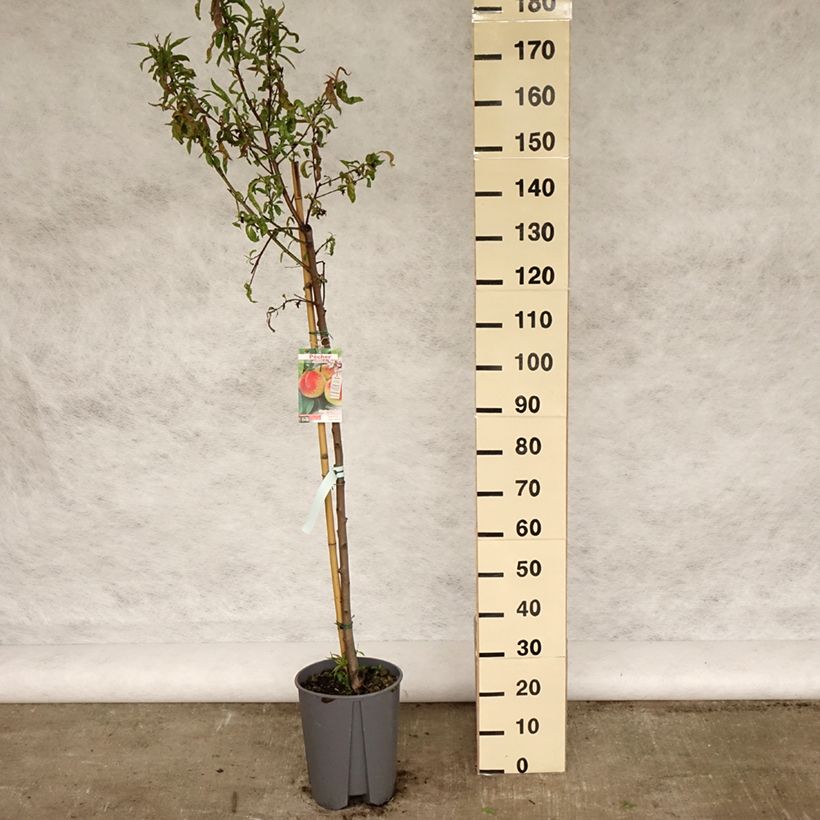 Exemplar von Pfirsich J.H. Hale - Prunus persica Topf mit 7,5L/10L, Halbstamm wie im Frühjahr geliefert