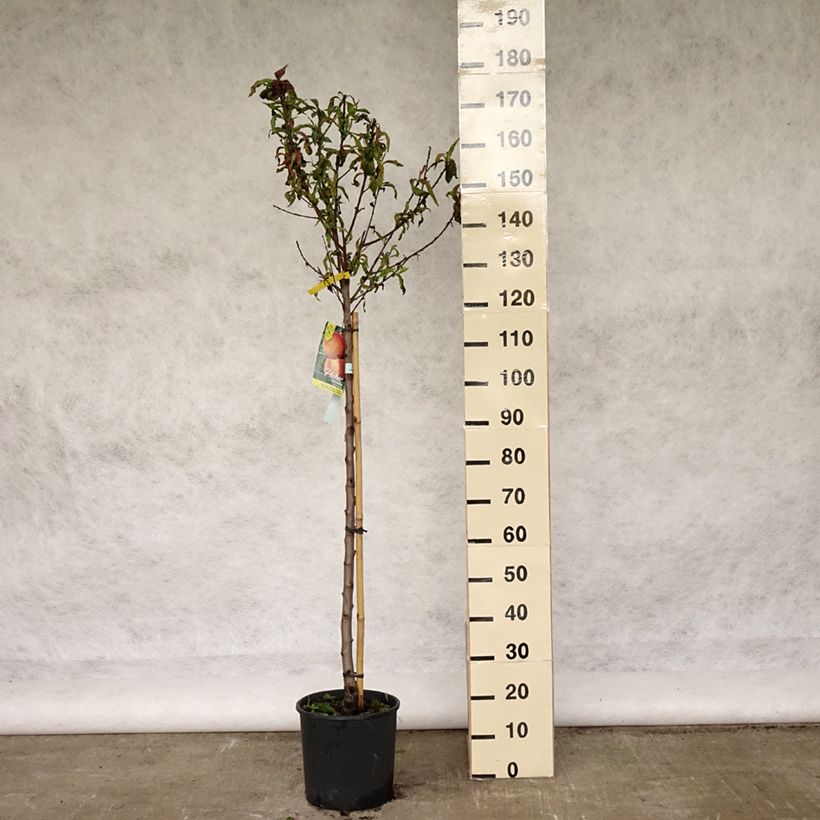 Exemplar von Pfirsich Michelini - Prunus persica Topf mit 7,5L/10L, Gobelet-Form wie im Frühjahr geliefert