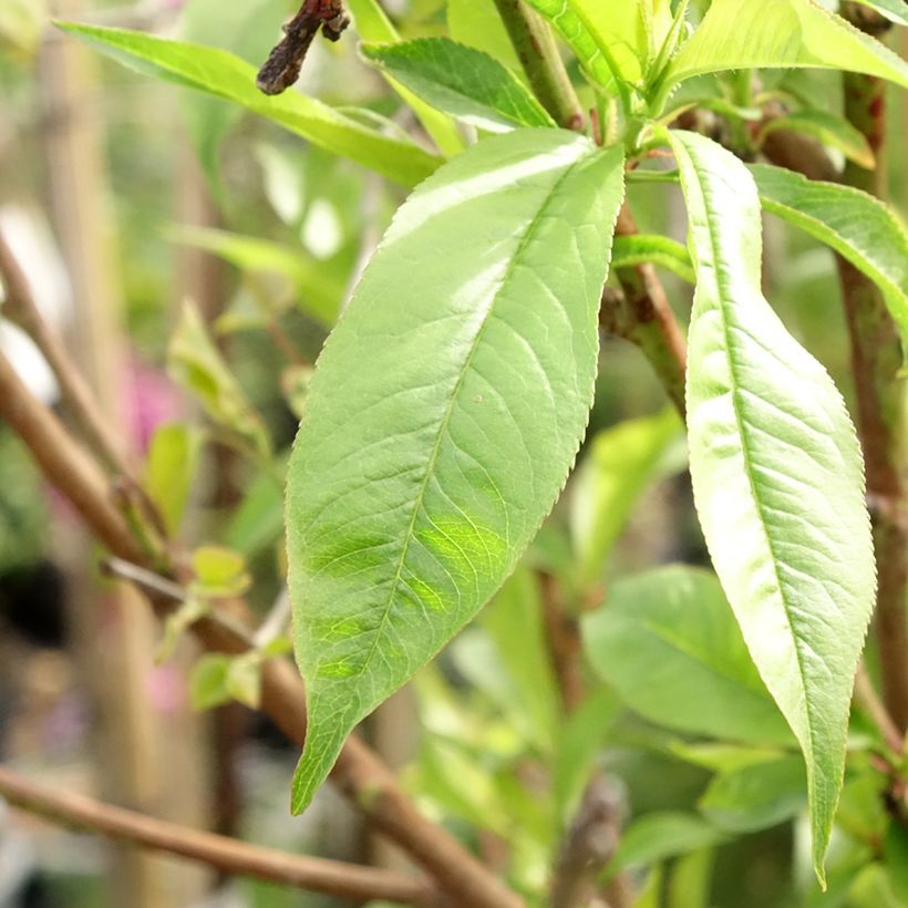 Pfirsich Michelini - Prunus persica (Foliage)