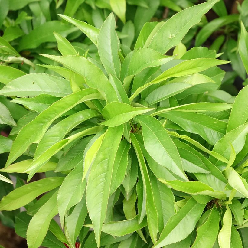 Pfirsich Amber Pix Zee - Prunus persica (Foliage)
