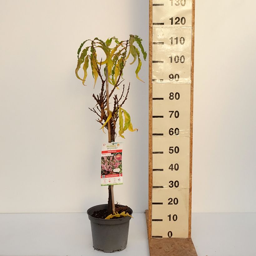 Exemplar von Pfirsich Amber Pix Zee - Prunus persica Topf mit 6L/7L, 1/4 Stängel wie im Herbst geliefert