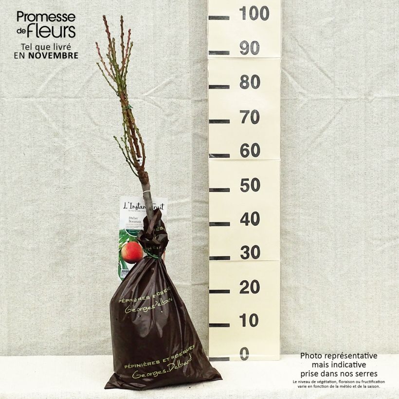 Example of Pfirsich Bonanza - Prunus persica Plug "Fertig-zum-Pflanzen", 1/4 Stängel as you get in automne